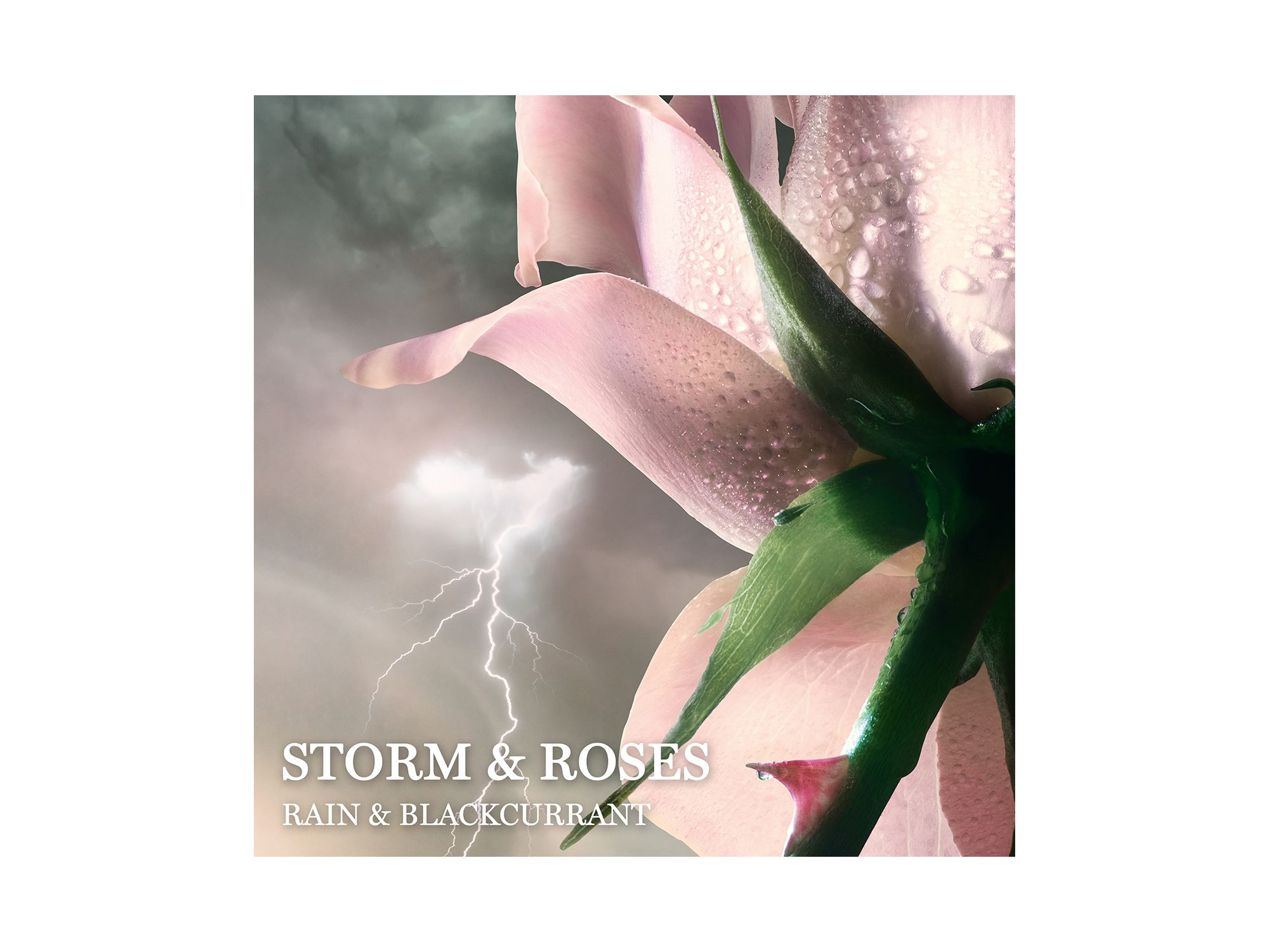 Absolue Storm & Roses Eau de Parfum 3.4 oz. — Image 3