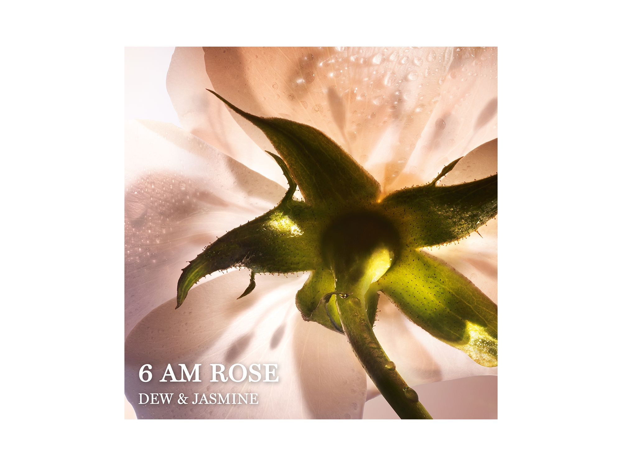 Absolue 6 AM Rose Eau de Parfum 3.4 oz. — Image 3