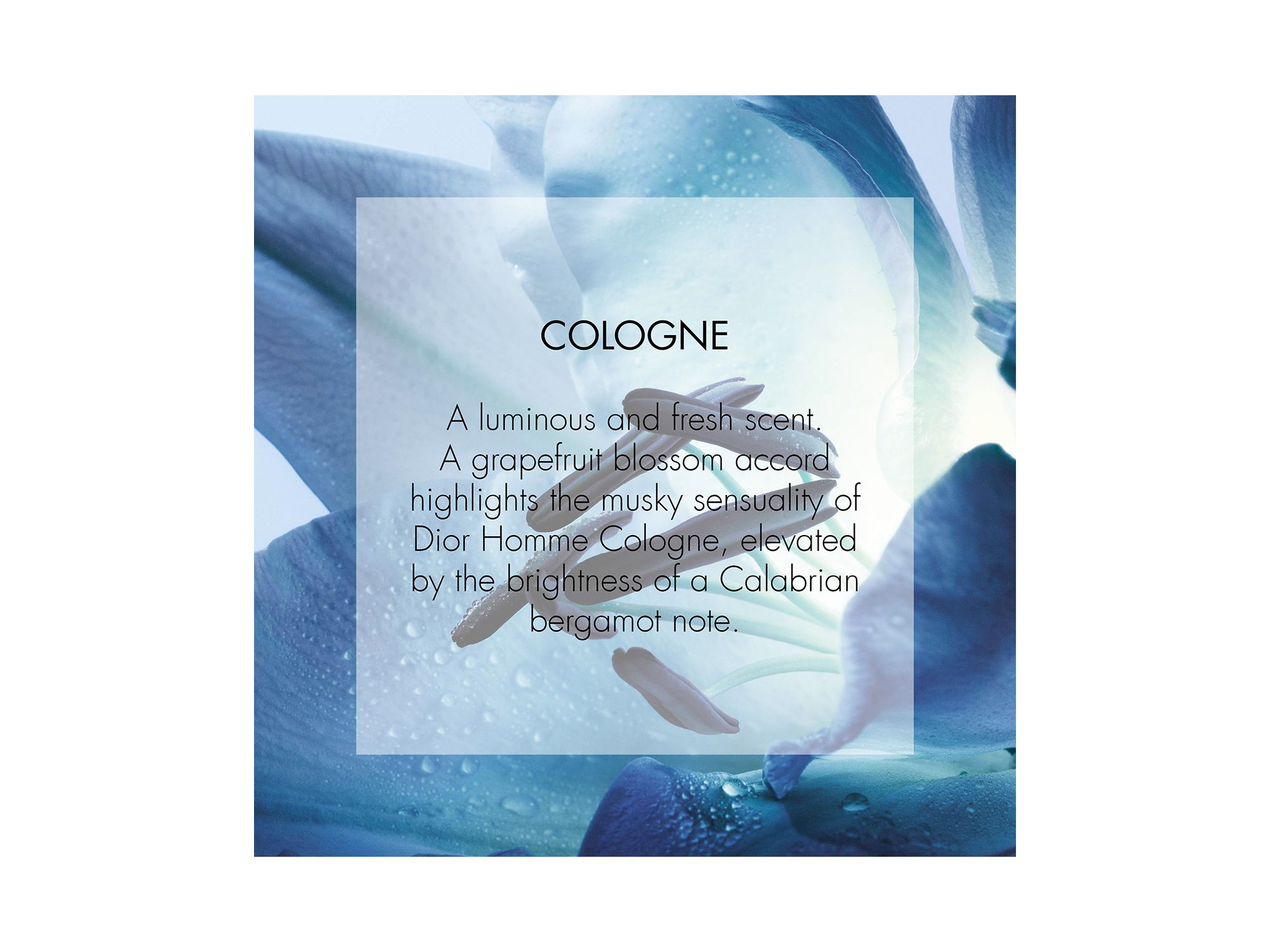 Homme Cologne Eau de Toilette — Image 4