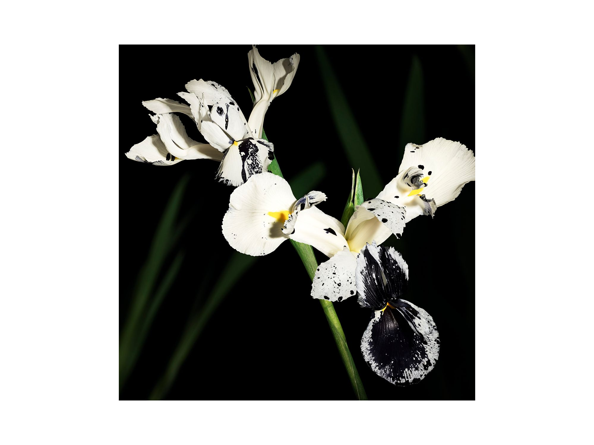 Le Vestiaire des Parfums Muse Eau de Parfum — Image 4