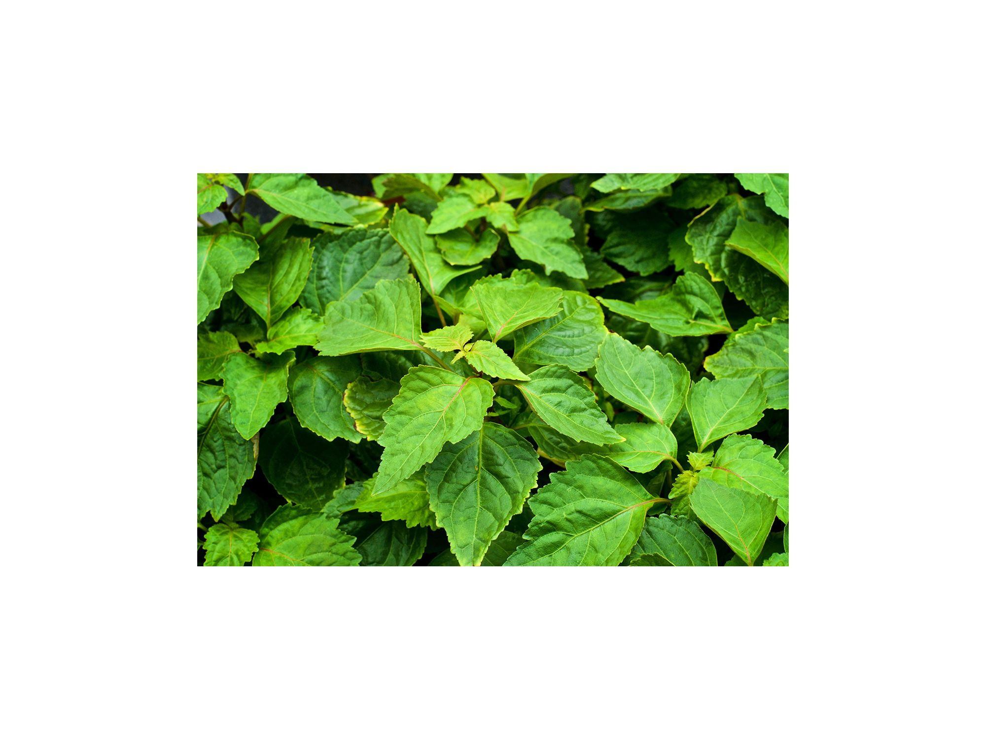 Lalibela Eau de Parfum 2.5 oz. — Image 3