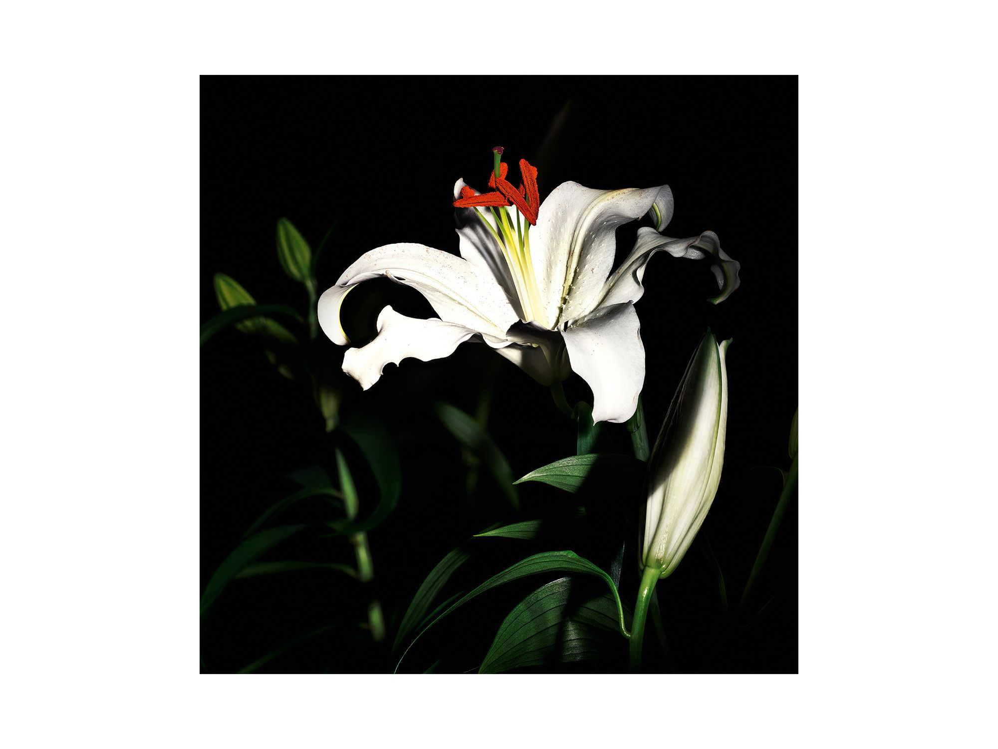 Le Vestiaire des Parfums Capeline Eau de Parfum 4.2 oz. — Image 3