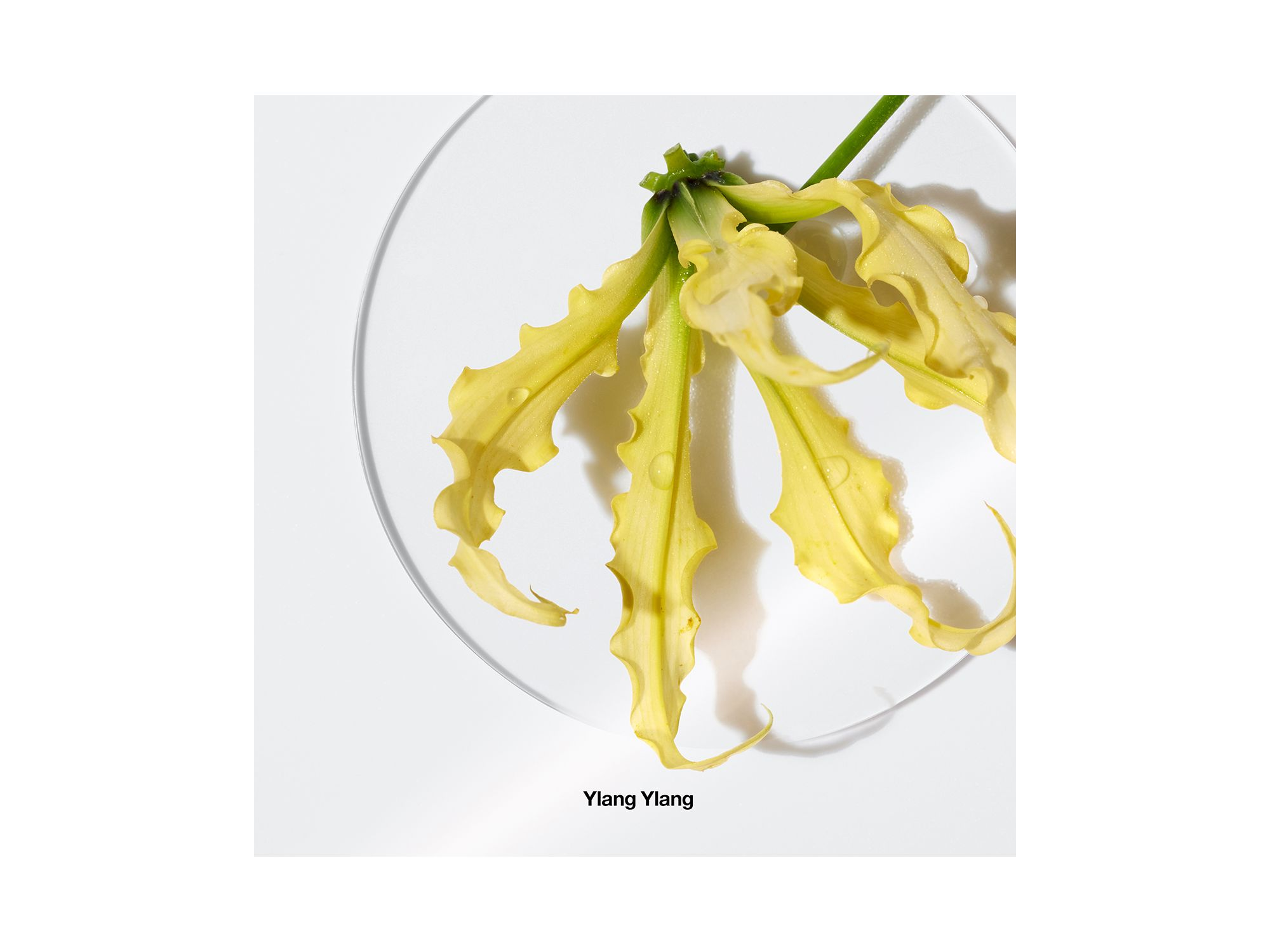 Aromatics Elixir — Image 8