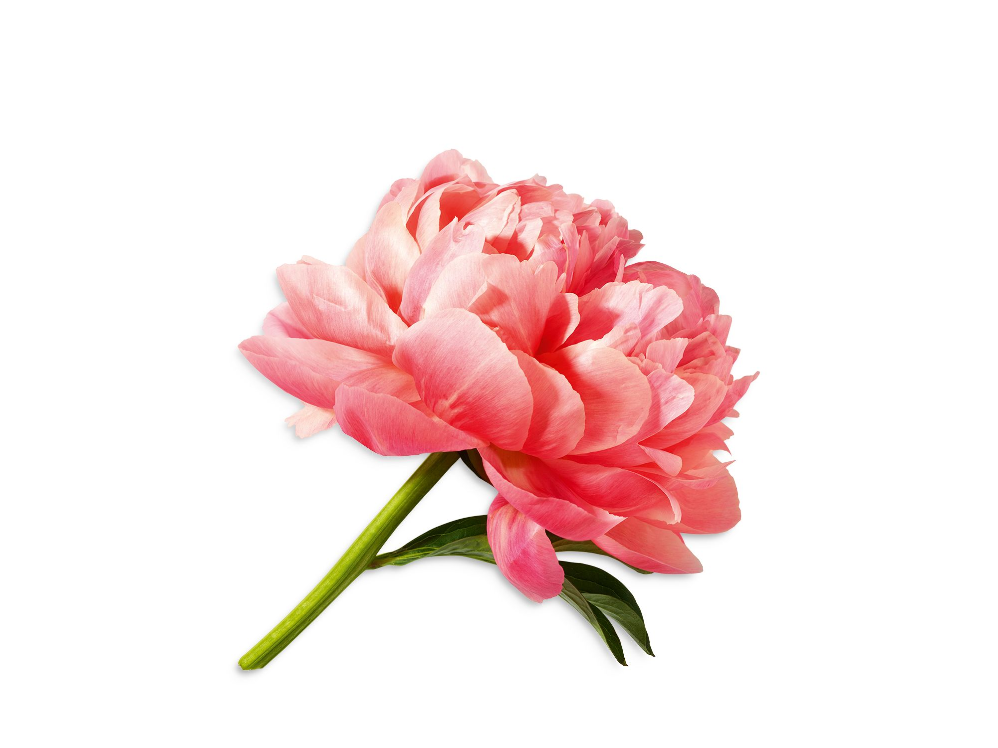 Miracle Eau de Parfum — Image 3