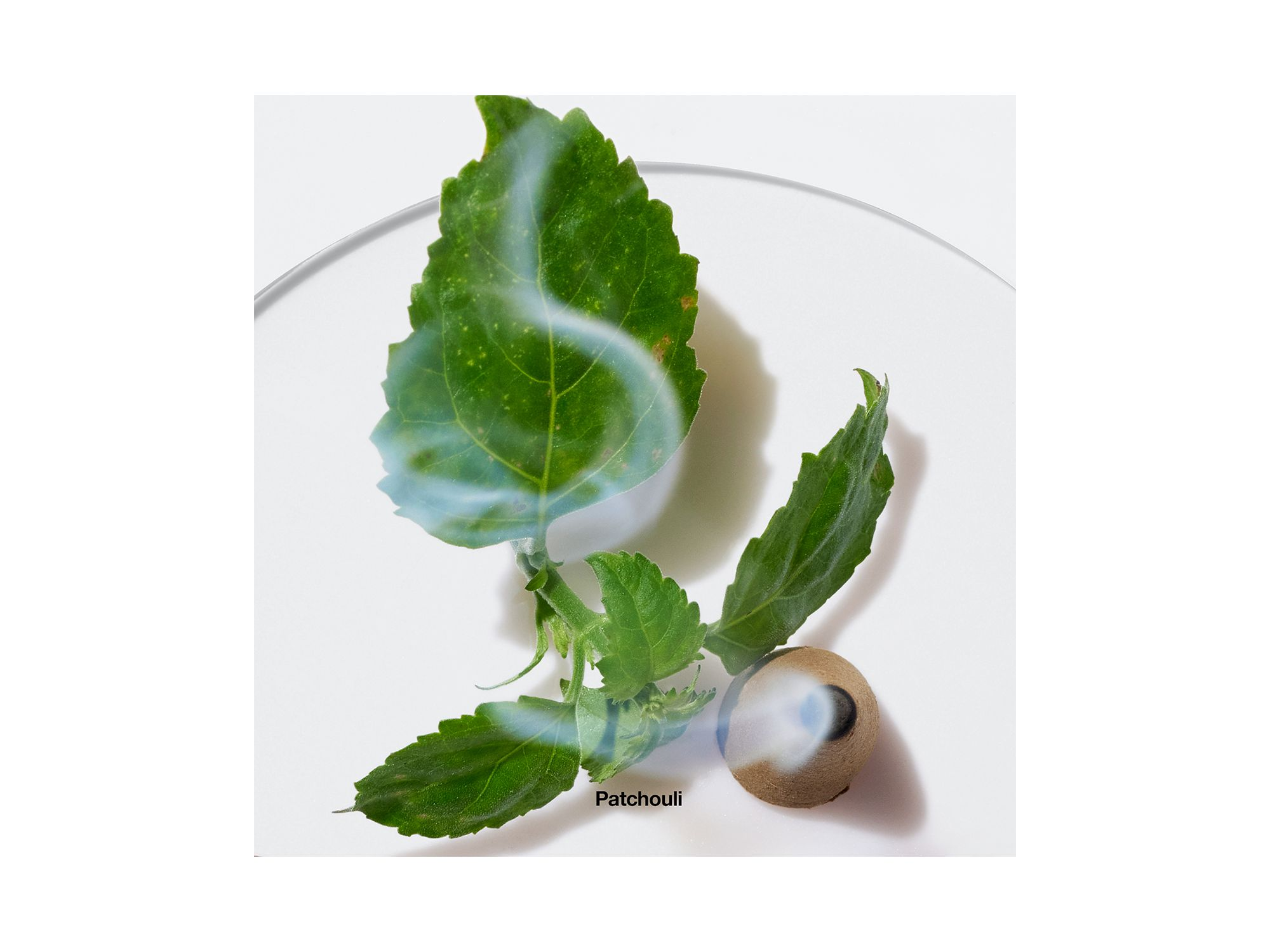 Aromatics Elixir — Image 6