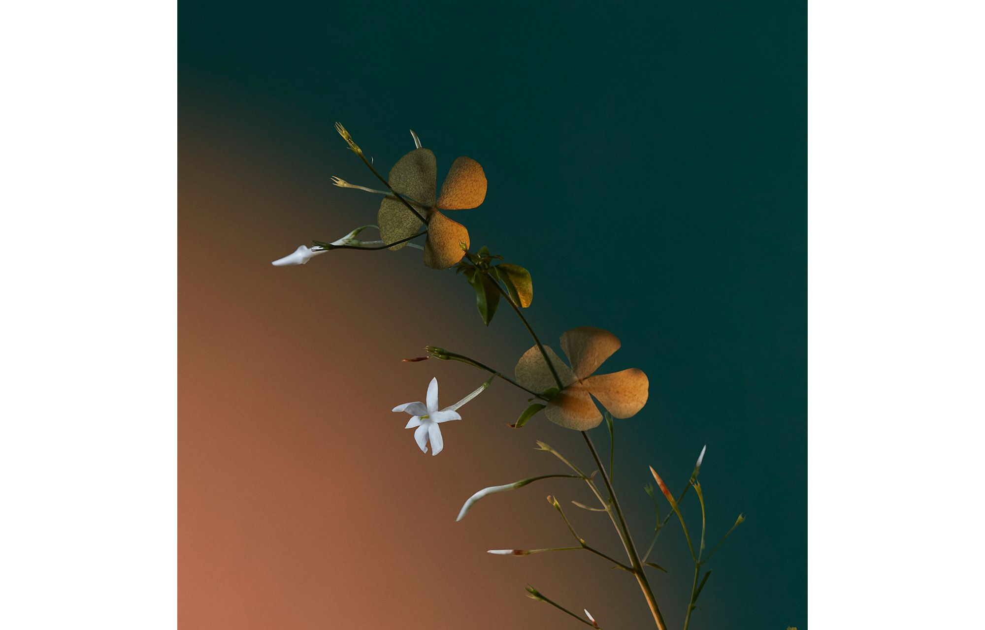 A Kiss of Bliss Eau de Parfum — Image 4