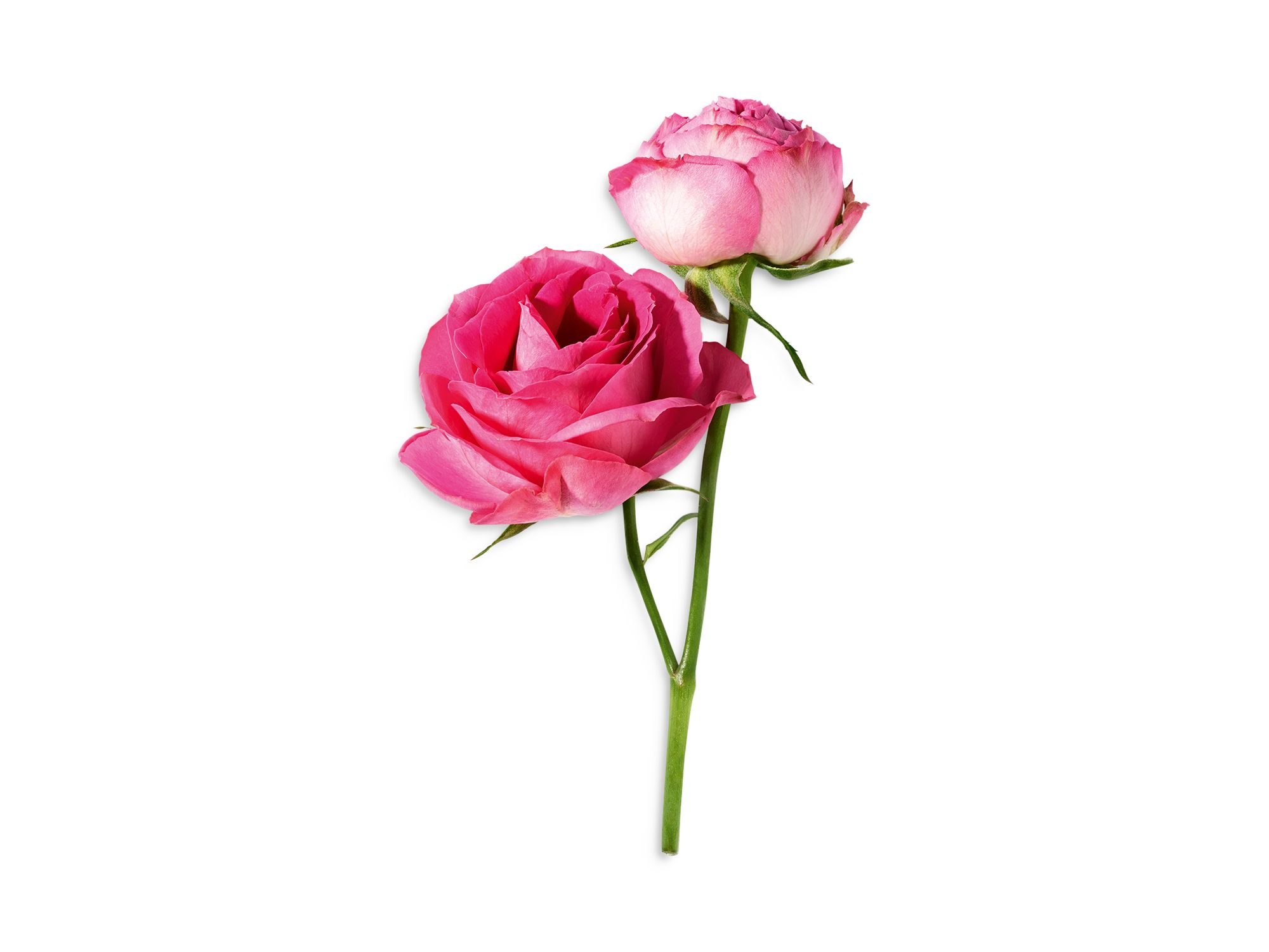 Trésor Eau de Parfum Spray — Image 4