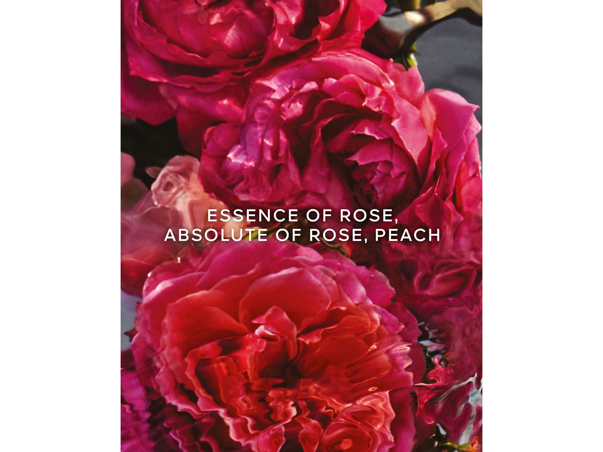 Aqua Allegoria Rosa Rossa Forte Eau de Parfum 4.2 oz. — Image 4