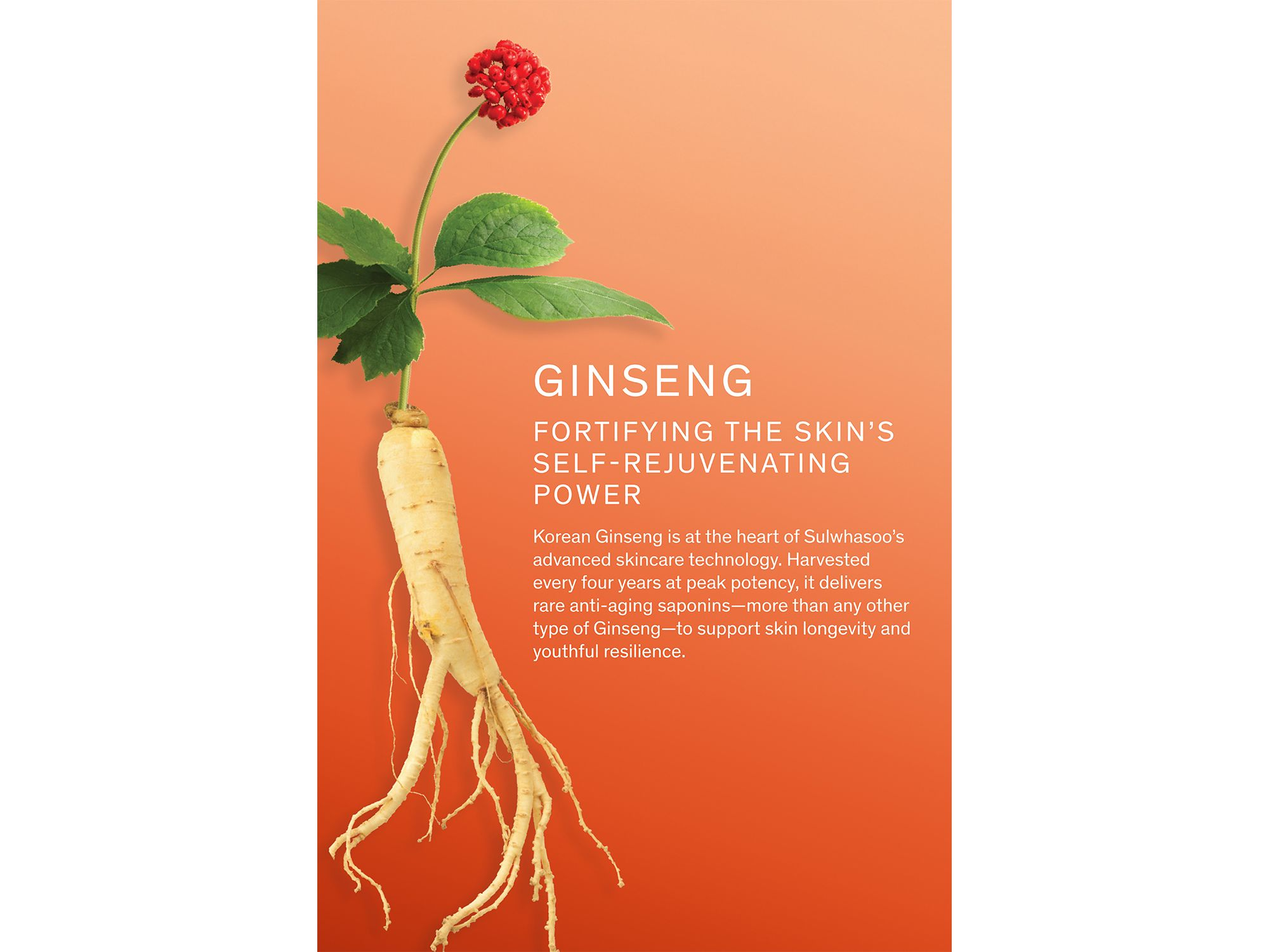 Concentrated Ginseng Rejuvenating Serum Skincare Gift Set ($307 value) — Image 4