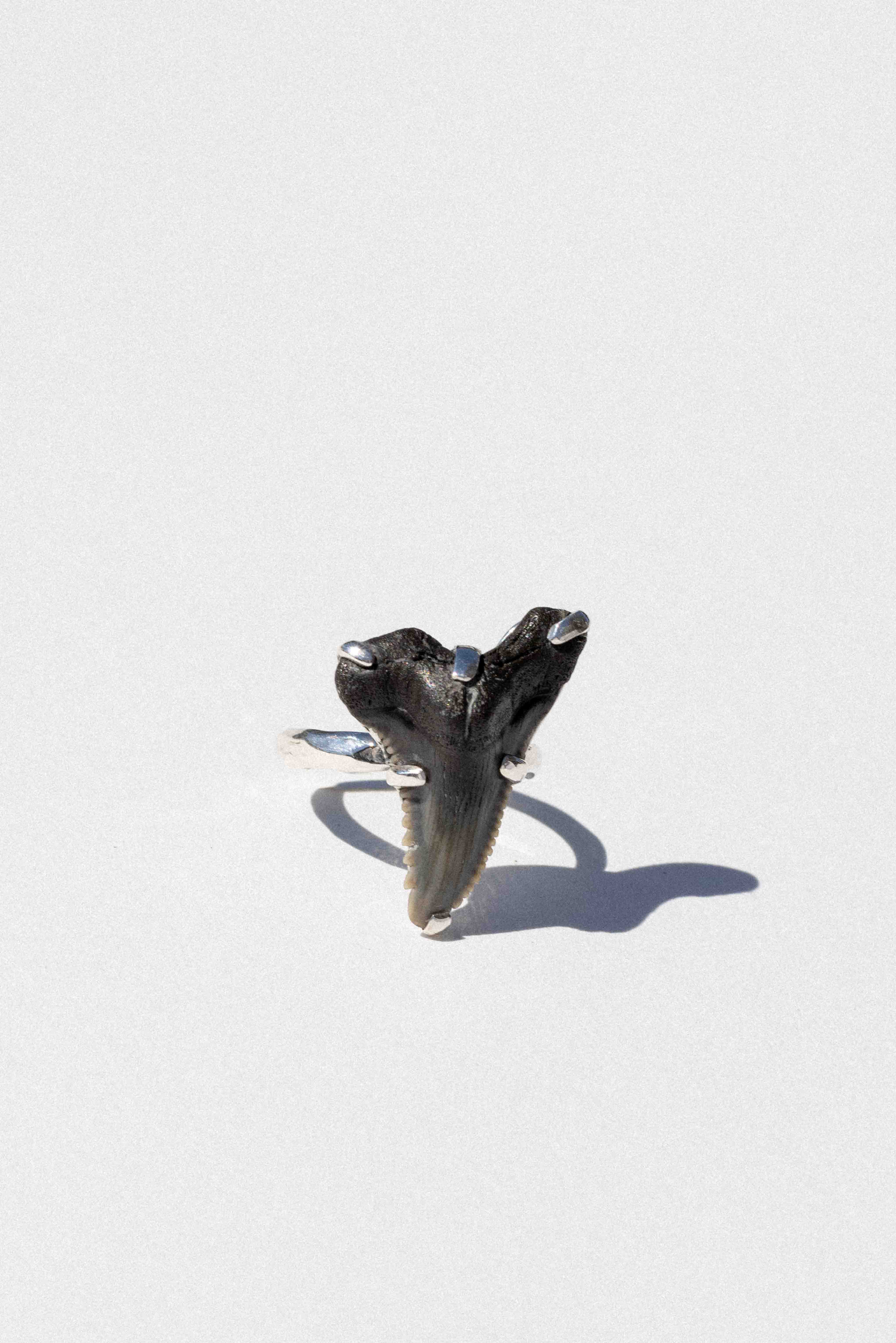 Palaemon Shark Tooth Ring